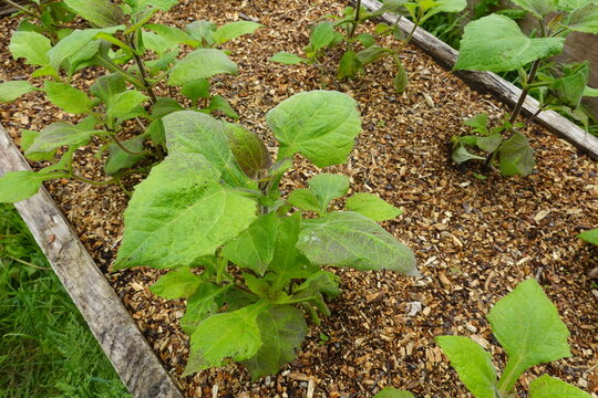 Yacon plants growing in a mulched raised garden bed