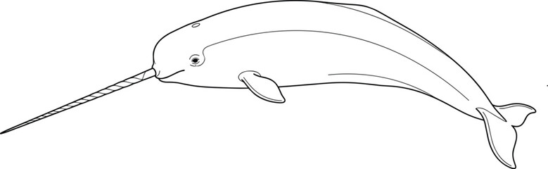 Minimalist black and white line art outline vector illustration of a swimming narwhal with a long tusk. © creativeDesigner2023