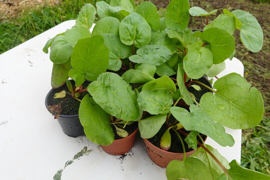 Rhubarb plants growing in small pots, showing fresh green leaves and red stems, symbolizing organic gardening and springtime growth
