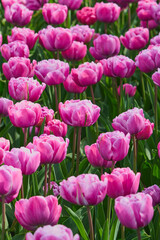 Obraz premium Close Up of Vibrant Pink Double Tulips Blooming in Spring Garden Sunlight