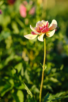 Beautiful bicolor dahlia flower blooming on tall stem in sunny summer garden close up