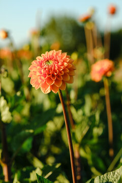 Orange ball dahlia flower blooming on tall stem in sunny field close up