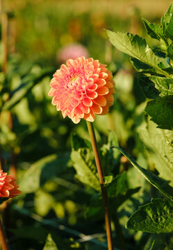 Orange ball dahlia flower blooming on tall stem in sunny field close up