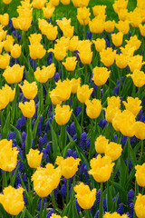 Obraz premium Vibrant Yellow Fringed Tulips and Blue Grape Hyacinths Blooming in Spring Garden