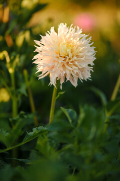 Peach cactus dahlia flower blooming on stem in sunny summer garden close up