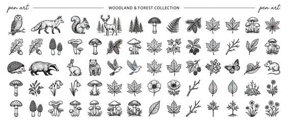 Hand-drawn Woodland Forest Animals and Plants Collection © nongko