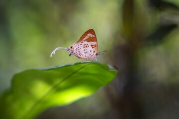 Beautiful Bindahara phocides butterfly (Plane female butterfly) perched on leaf in natural at Pang Sida National Park, Sa Kaeo Province, Thailand.  © VespaFoto