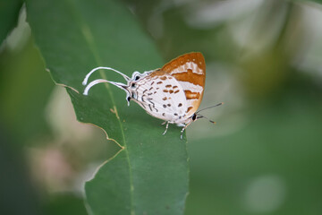 Beautiful Bindahara phocides butterfly (Plane female butterfly) perched on leaf in natural at Pang Sida National Park, Sa Kaeo Province, Thailand.  © VespaFoto
