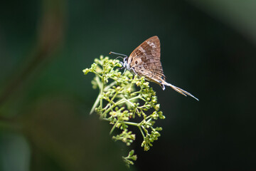 Plane or Bindahara phocides phocides Fabricius, 1793 , beautiful brown butterfly feeding It comes to suck the nectar in the pollen in Pang Sida National Park, Sa Kaeo , Thailand. © VespaFoto
