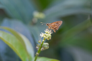 Taractrocera grass dart butterfly from the skipper  resting on  flower at Pang Sida National Park, Sa Kaeo Province, Thailand. © VespaFoto