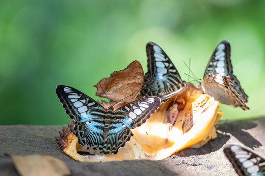 Parthenos sylvia butterfly suck on Sweet juice from ripe fruit at Pang Sida National Park, Sa Kaeo Province, Thailand.