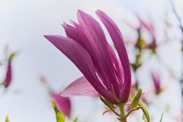 Close Up of Pink Magnolia Blossom Blooming on Tree Branch Against Soft Spring Sky © Arthur