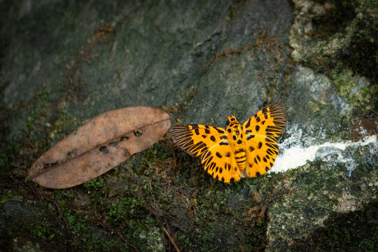 Odina decoratus or The Zigzag Flat Butterfly Living in Habitat. Beautiful butterfly with yellow wings and black zigzag line on it. at Pang Sida National Park, Sa Kaeo Province, Thailand.