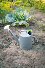 Watering can in vegetable garden for home garden care and harvest   © Maria A
