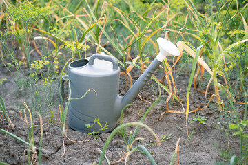Watering can resting in home vegetable garden for garlic cultivation   © Maria A