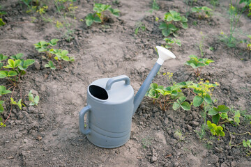 Grey watering can in garden with young plants and brown soil, concept of Home Garden Care and Harvest   © Maria A