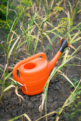 Orange watering can among yellowing garlic plants in garden   © Maria A