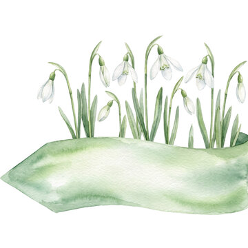 snowdrop in the snow