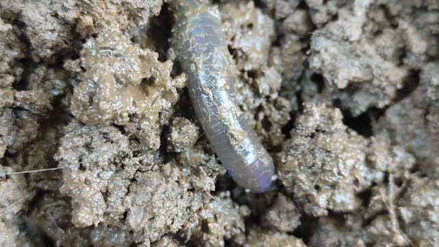 Close-up view of an earthworm moving through dark, moist soil. Worms coil in rich, textured soil. Soil particles stuck to its segmented body. Ideal for gardening, composting