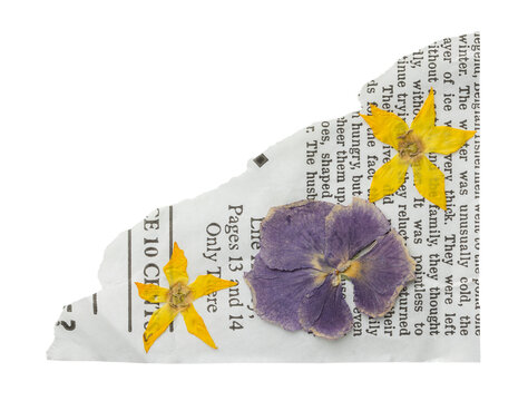 Pressed jasmine flower and leaves on torn newspaper clipping. Botanical collage and scrapbooking element