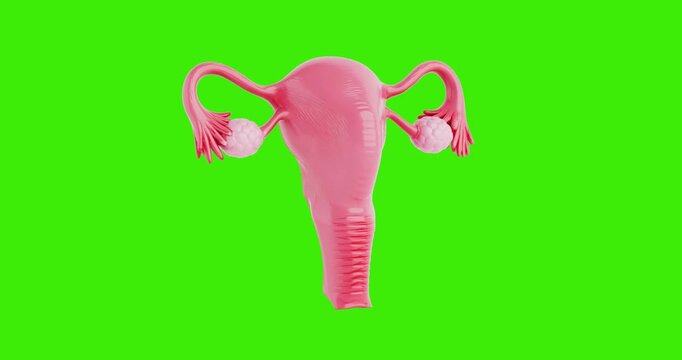 4k Resolution Video: Female Reproductive Anatomy Concept. Uterus With Ovaries And Fallopian Tubes Seamless Loop Rotation On Green Screen Chroma Key Background With Alpha Matte