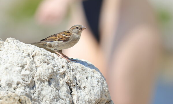 House Sparrow on beach, Passer domesticus