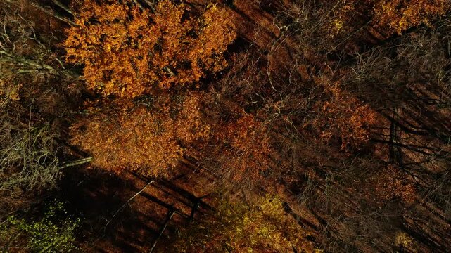 6k Aerial view of misty autumn forested hills bathed in warm morning light. Colorful fall foliage, drifting fog and layered mountain ridges create a serene cinematic landscape.