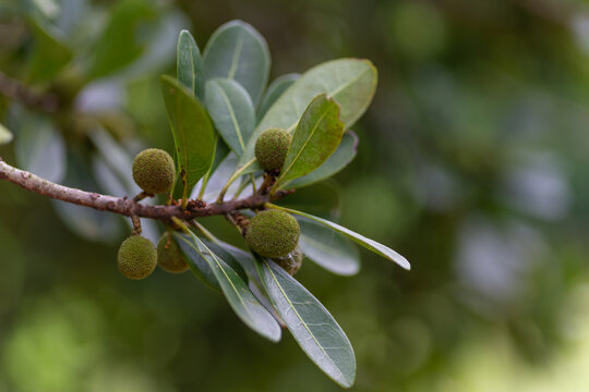 Unripe Yangmei Fruit on Branch with Green Leaves