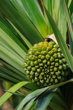 Green pandanus fruit among spiky tropical leaves