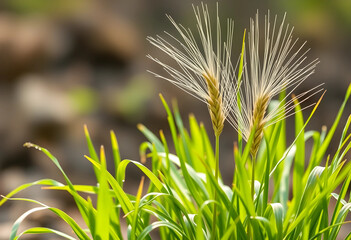 Obraz premium Golden barley ears with long awns growing in a field of green grass, Agriculture and harvest