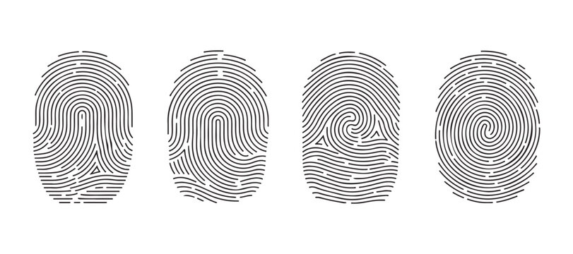 Fingerprint identification patterns collection for biometric security and digital access verification.