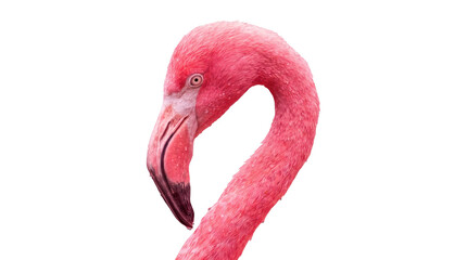 Pink flamingo head portrait macro photography showing detailed feathers wet texture on isolated background. © Png ProTeam