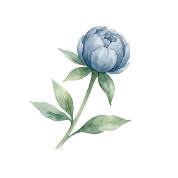 blue rose flower