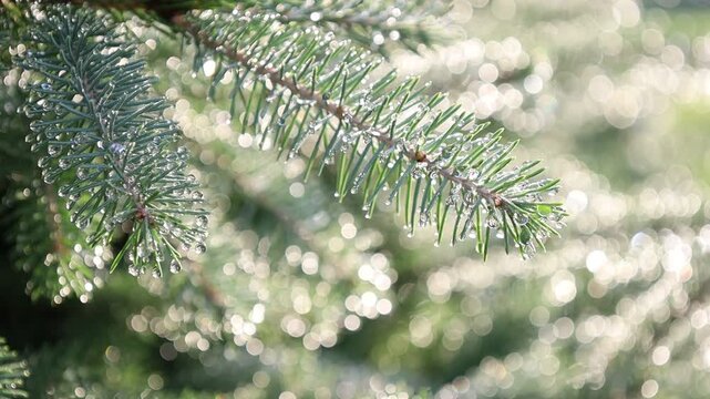 Glistening Water Droplets on Tree Branch, Post-Rain Sunlight - Seamless Loop