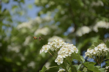Honeybees Flying Near White Spring Blossoms © DinhBaoTran
