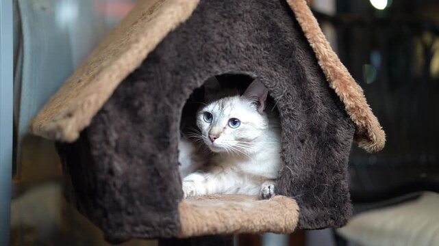 Front view of beautiful fluffy cat with blue eyes rests and grooms itself inside cozy, soft, house shaped cat bed. Adorable pet settles down for nap in its comfortable home. Domestic animal life.