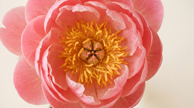 Close up of a pink peony flower with delicate petals and golden stamens