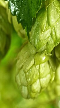 Slow Motion Detail of Hops Cones Gently Moving in the Wind. Ready to Crop Concept with Copy Space for Logo or Text Placement. Filmed on High Speed Cinema Camera.