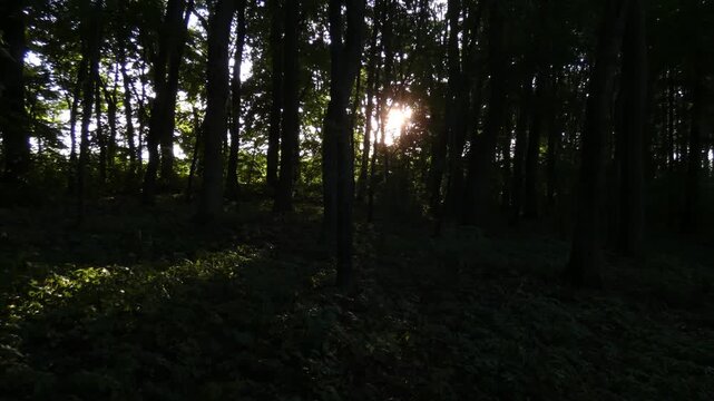 Bright sun shining through dense trunks of broadleaf forest trees, camera pan, wide shot, glowing atmosphere. Infinity and cycle of nature.