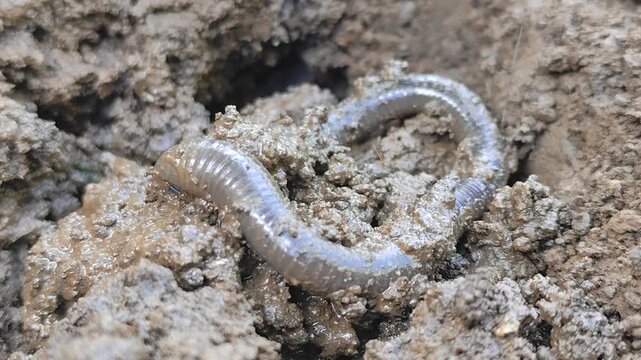 Close-up view of an earthworm moving through dark, moist soil. Worms coil in rich, textured soil. Soil particles stuck to its segmented body. Ideal for gardening, composting