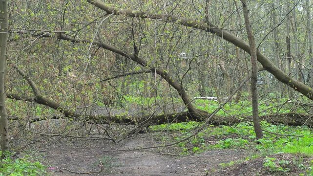 The tree fell across the path. The tree trunk lies across a dirt road in the countryside. A blocked path after a storm.