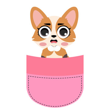 Cute corgi dog sitting inside a pink pocket illustration isolated on white background lovely puppy character print design for kids nursery t-shirts stickers and cards