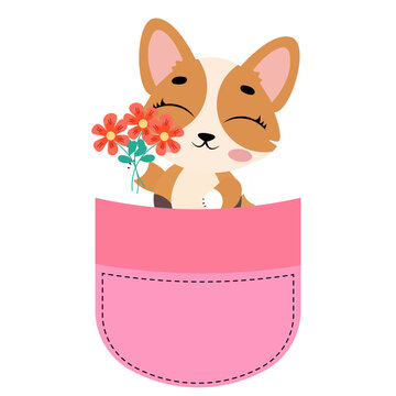 Cute corgi dog sitting inside a pink pocket illustration isolated on white background lovely puppy character print design for kids nursery t-shirts stickers and cards