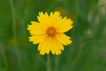 Obraz premium Yellow Wildflower Bloom Against Soft Green Background