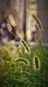 Foxtail Grass in Sunlight with Blurred Background
