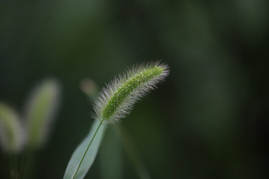 Green Foxtail Grass Seed Head Against Blurred Background