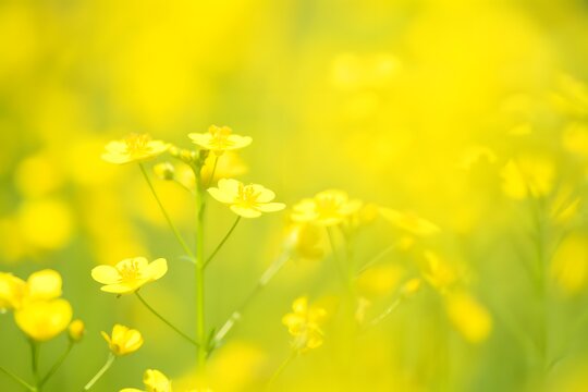 Vibrant field of yellow flowers