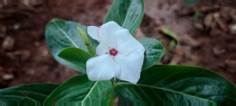 White catharanthus roseus flower blooming in garden