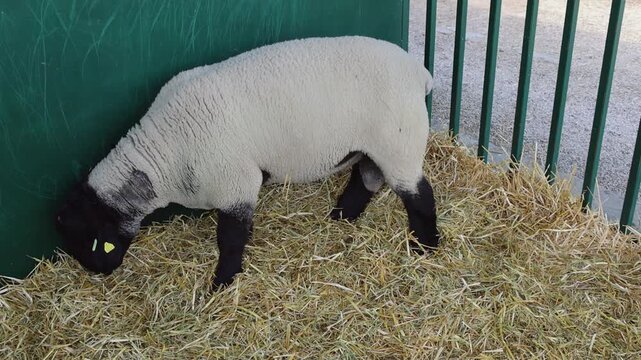 Large Black Head Ram Alone in Enclosure at Sheep Breed Farming