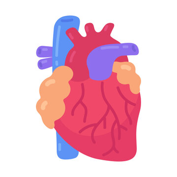 Colorful human heart organ illustration representing cardiology and vital health concepts